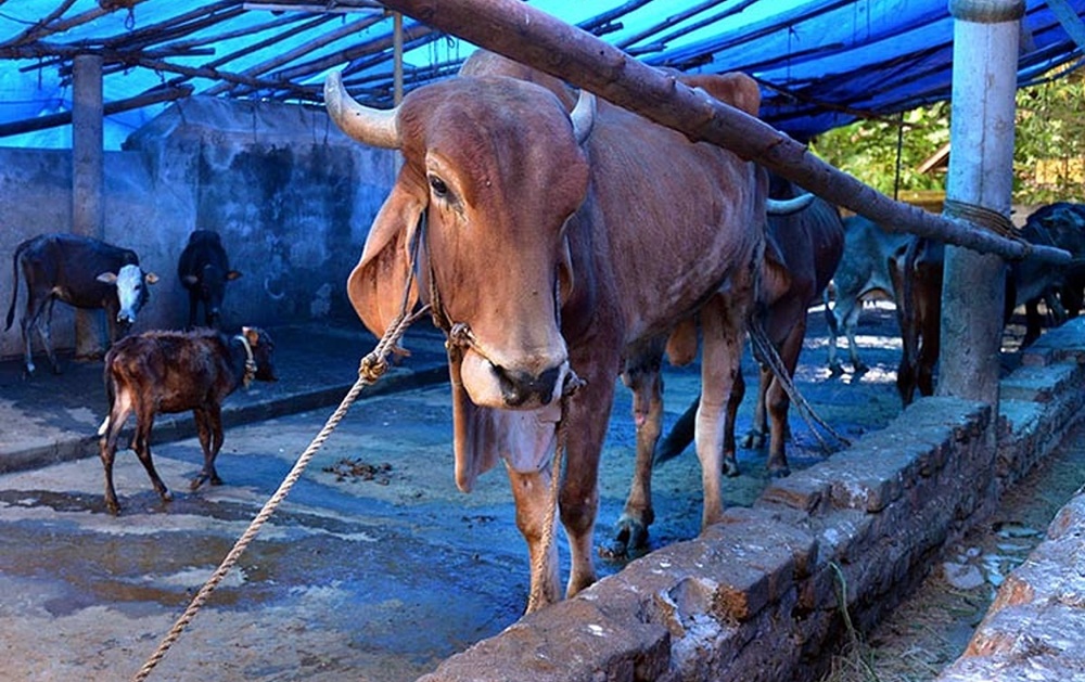 Cow Protection and Conservation